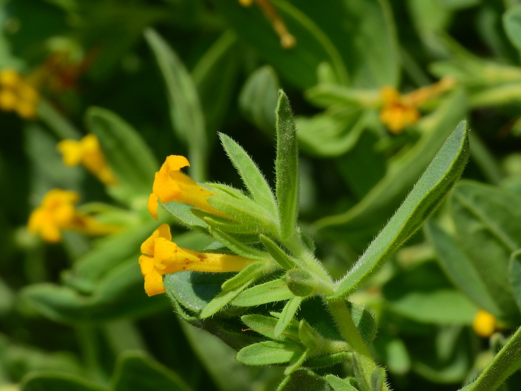 California stoneseed