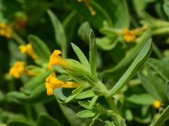 Lithospermum californicum