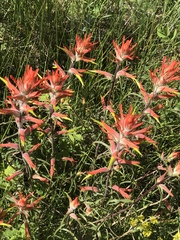 Castilleja linariifolia