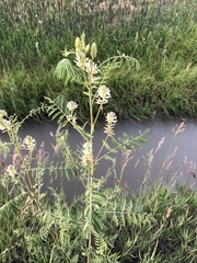 Glycyrrhiza lepidota