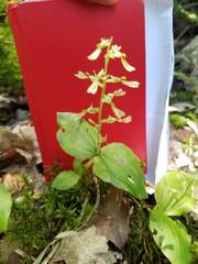 Neottia convallarioides