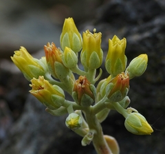 Sedum albomarginatum