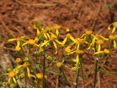 Packera eurycephala lewisrosei