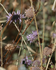 Monardella villosa ssp. villosa