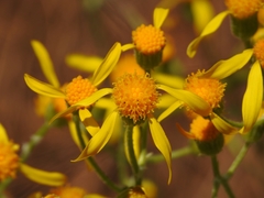 Packera eurycephala lewisrosei