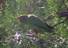 Psittacara mitratus