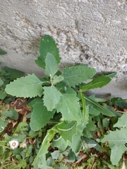 Chenopodium album