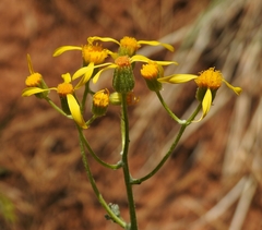 Packera eurycephala lewisrosei
