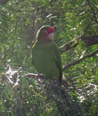 Psittacara mitratus