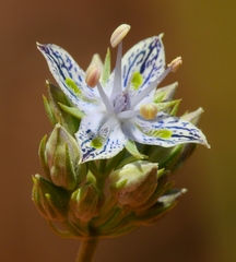 Frasera albicaulis nitida