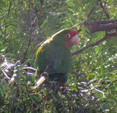 Psittacara mitratus