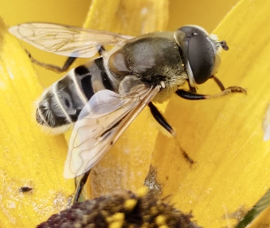 Yellow-shouldered Drone Fly