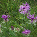 Centaurea nervosa - Photo (c) fausto, μερικά δικαιώματα διατηρούνται (CC BY-NC-ND), uploaded by fausto