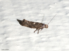 Acrolepiopsis