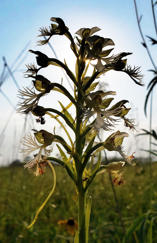 Eastern prairie fringed orchid (Platanthera leucophaea)