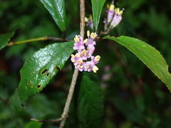 Callicarpa randaiensis