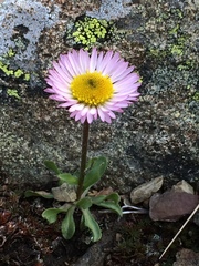 Erigeron purpuratus