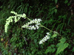 Astilbe longicarpa