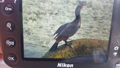 Phalacrocorax carbo