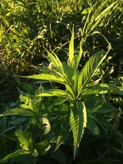 Eutrochium maculatum