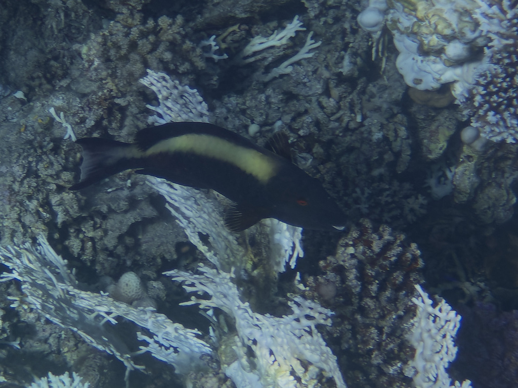 Bicolour parrotfish