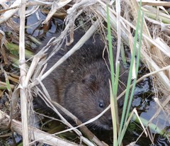 Arvicola amphibius