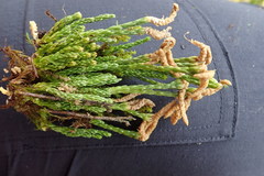 Diphasiastrum sitchense