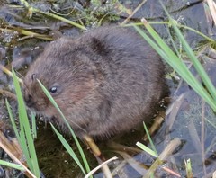 Arvicola amphibius