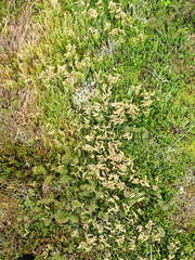 Diphasiastrum sitchense