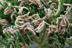 Diphasiastrum sitchense