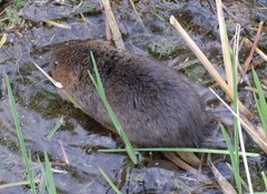 Arvicola amphibius