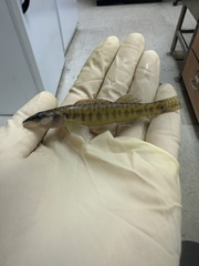 Longnose Darter photo 3