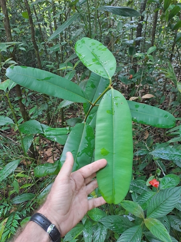 Calophyllum longifolium (Calophyllum longifolium)