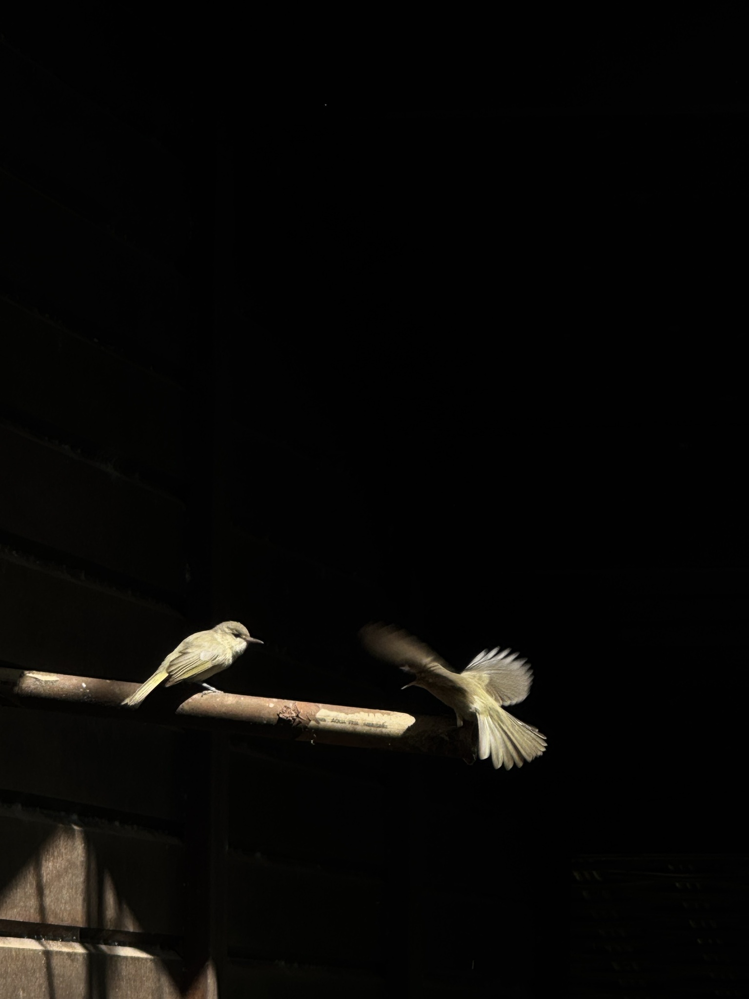 Noronha Vireo (Vireo gracilirostris), photo 7