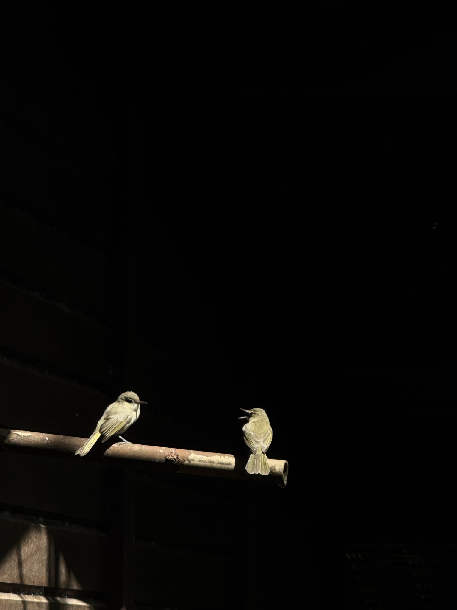 Noronha Vireo (Vireo gracilirostris), photo 8
