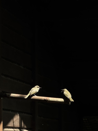 Noronha Vireo (Vireo gracilirostris), photo 10