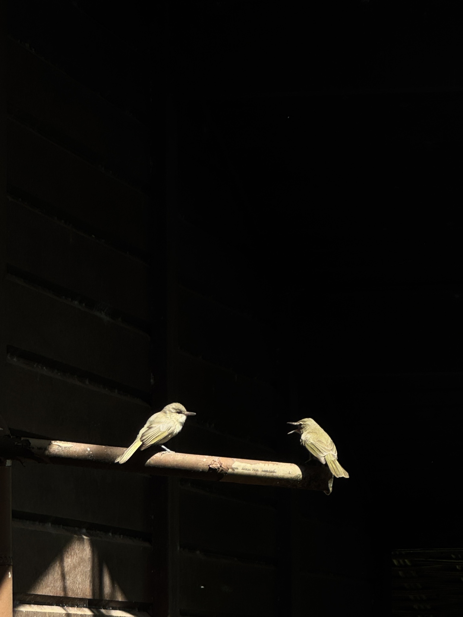 Noronha Vireo (Vireo gracilirostris), photo 9