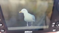 Larus argentatus
