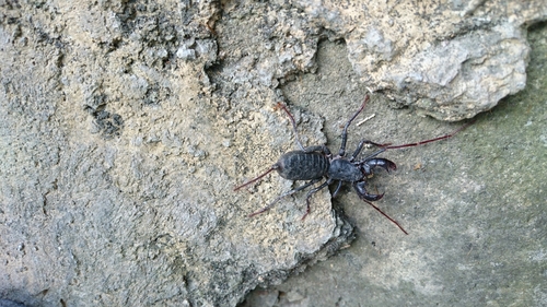 Giant Vinegaroon photo 4