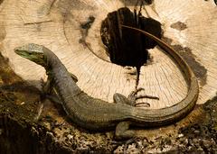 Crocodile Tegu photo 5
