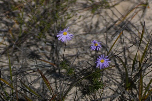 Image of Olearia ciliata by (c) Rod Lowther, some rights reserved (CC BY)