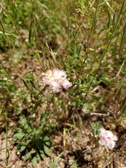 Calyptridium monospermum