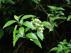 Callicarpa randaiensis