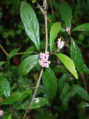 Callicarpa randaiensis
