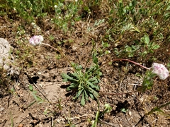 Calyptridium monospermum