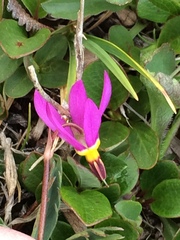 Primula pauciflora pauciflora