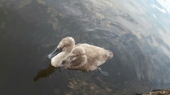 Cygnus olor