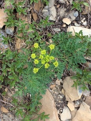 Lomatium dissectum