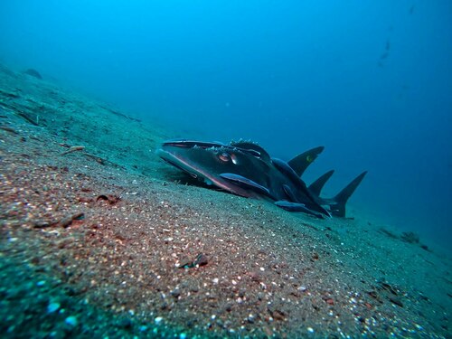 Bowmouth guitarfish (Rhina ancylostoma) — Rhinidae — 5