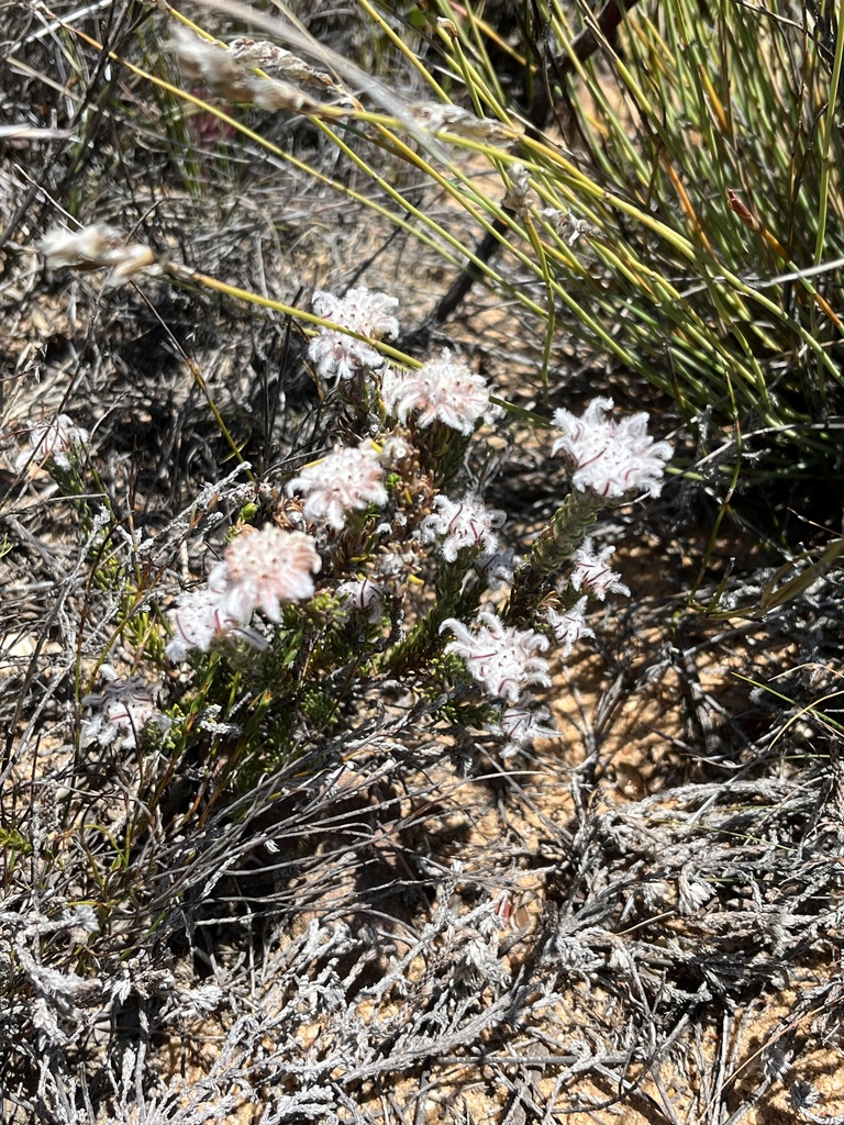 Phylica aemula (Phylica aemula)
